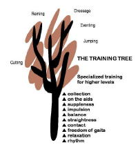 The Training Tree